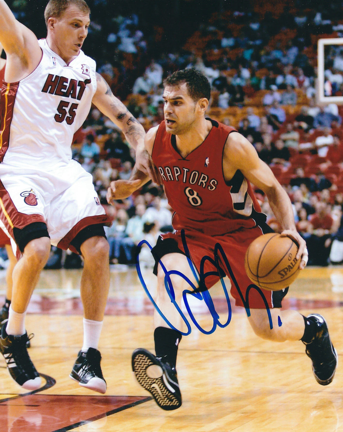 Autographed JOSE CALDERON 8X10 Toronto Raptors photo